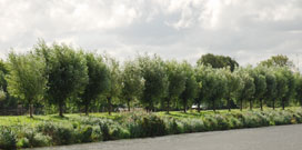 Holland Trees